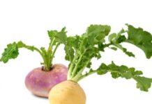 SHOLGʻOM — XOM. Hajviy hikoya.