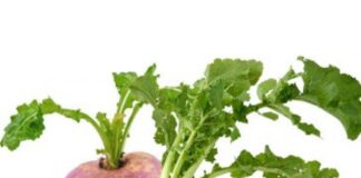 SHOLGʻOM — XOM. Hajviy hikoya.