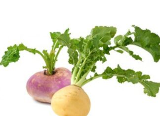 SHOLGʻOM — XOM. Hajviy hikoya.